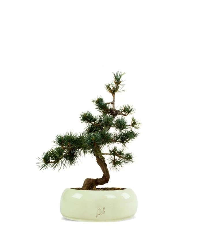 Pinus Pentaphilla M