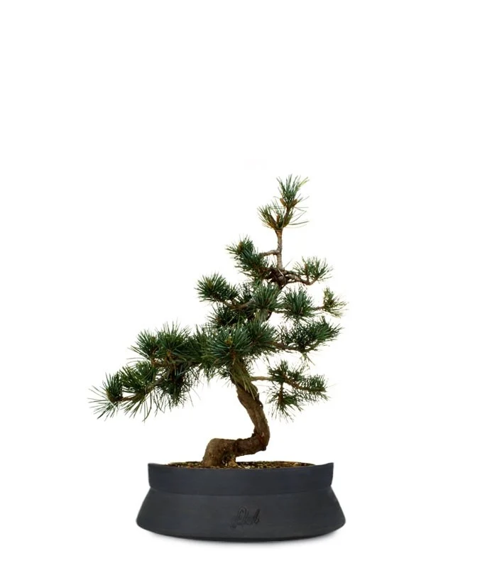 Pinus Pentaphilla M