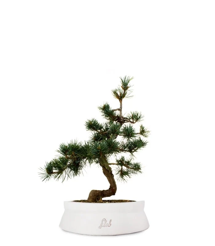 Pinus Pentaphilla M