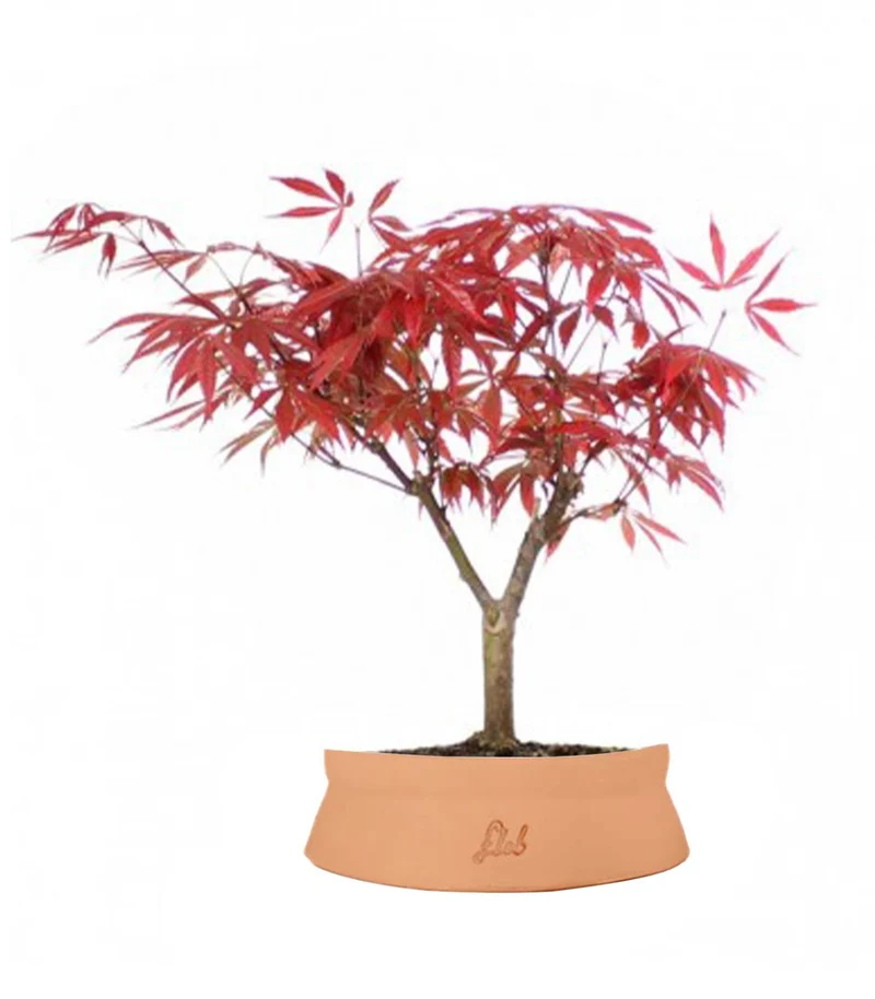 Acero Rosso