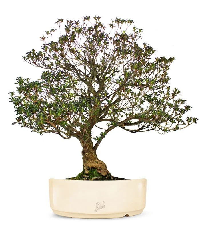 Azalea Giapponese XL