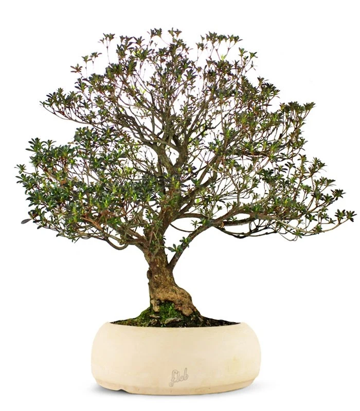 Azalea Giapponese XL
