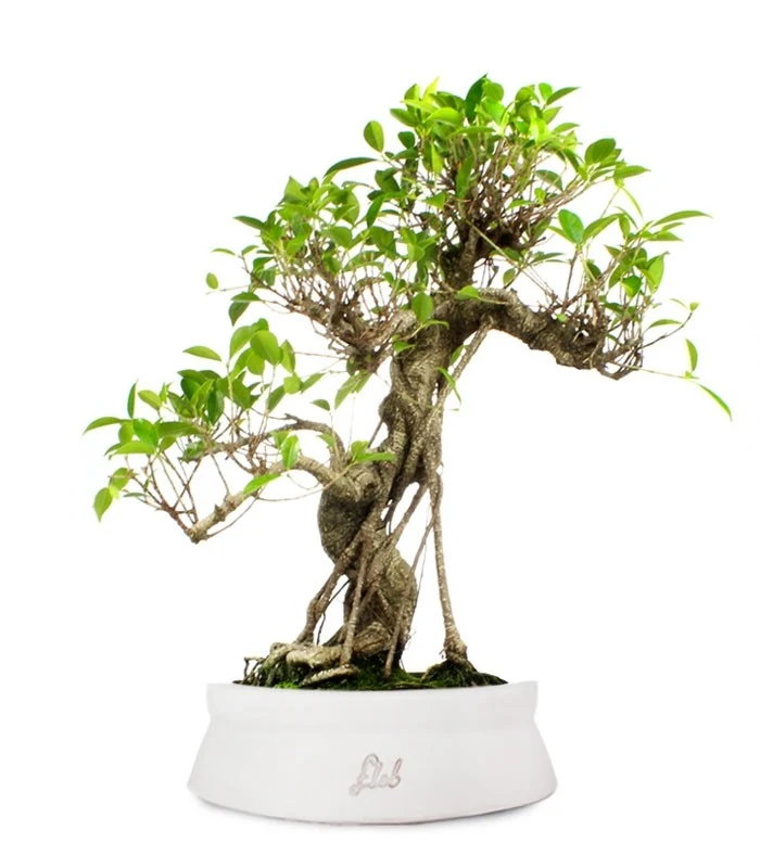 Ficus Retusa XL