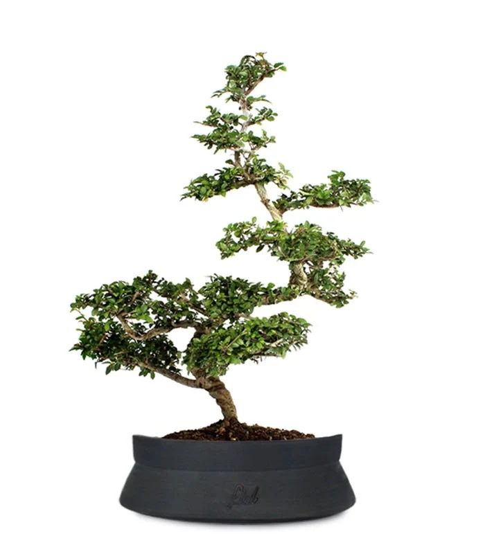 Zelkova Bonsai Impalcato