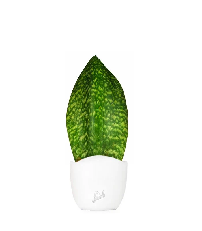 Sansevieria Happy