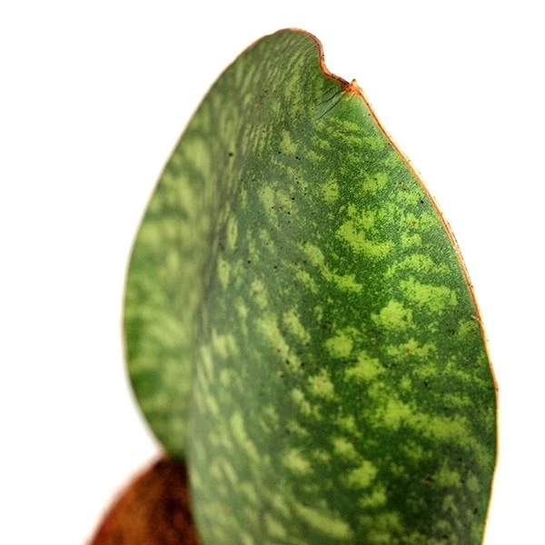 Sansevieria Happy