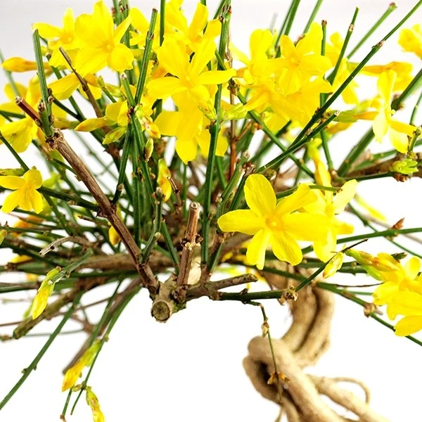 Gelsomino d'inverno