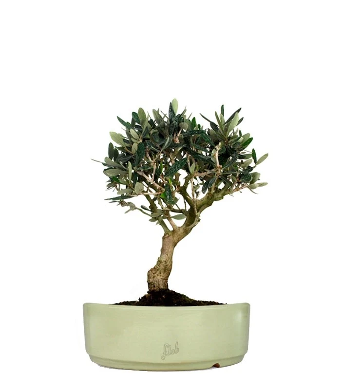 Olivo M
