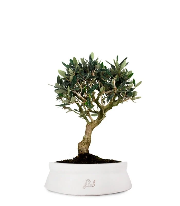 Olivo M