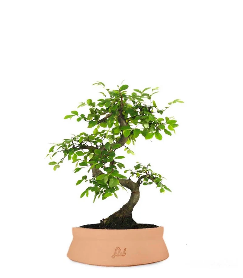 Olmo Zelkova S