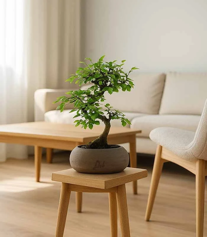 Olmo Zelkova S