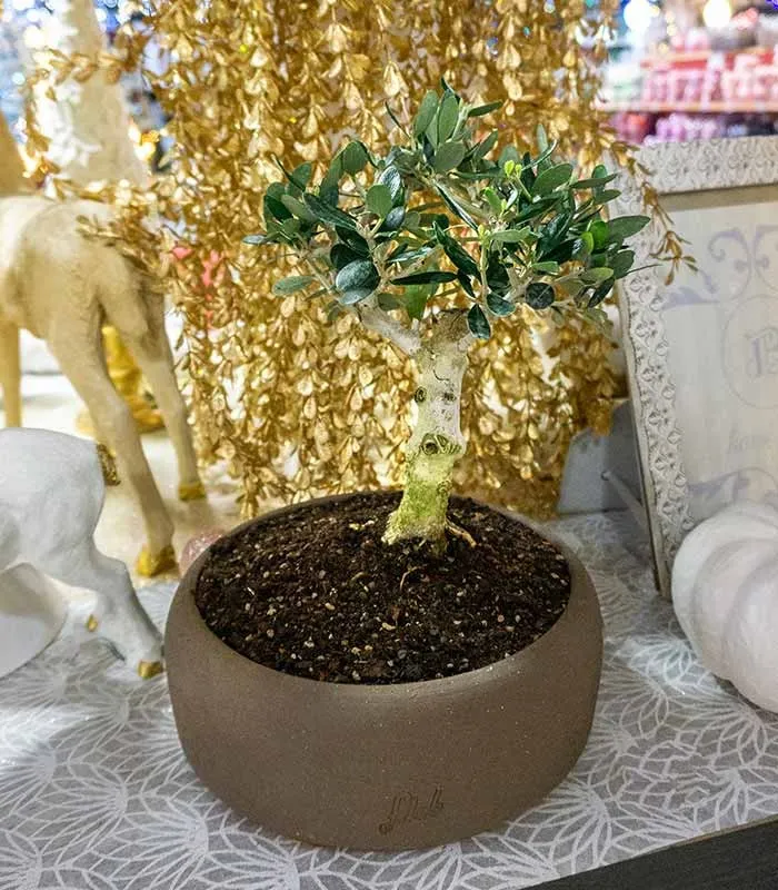 Olivo S