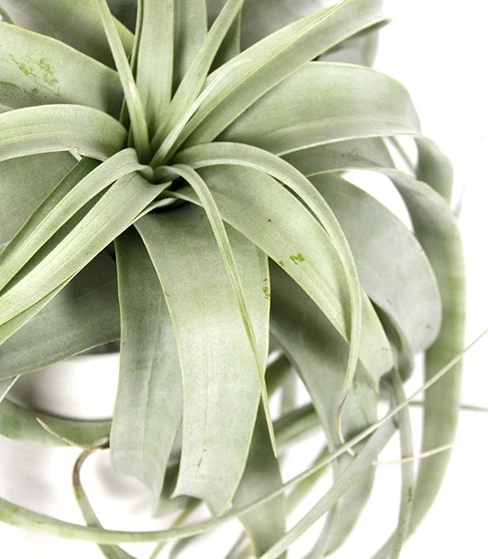 Tillandsia con vaso Flob