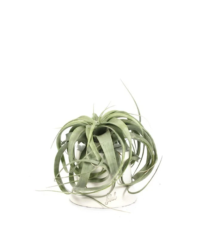 Tillandsia con vaso Flob