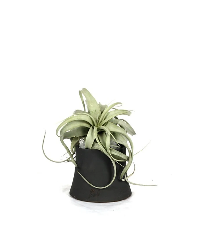 Tillandsia con vaso Flob