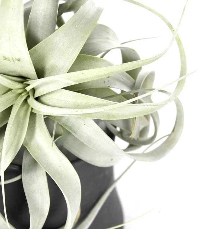 Tillandsia con vaso Flob