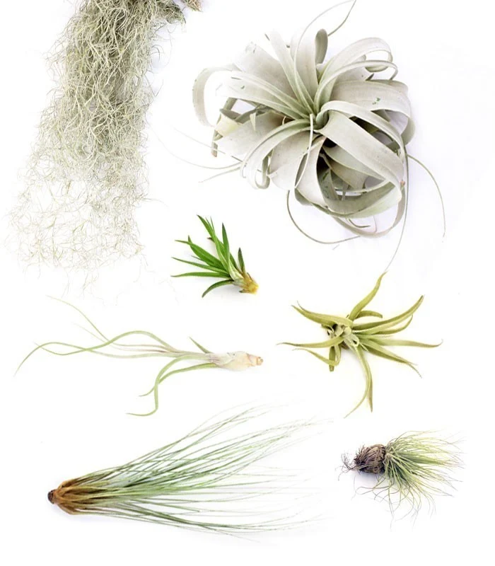 Tillandsia Box Large