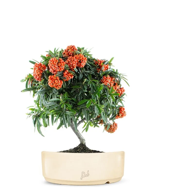 Pyracantha Angustifolia