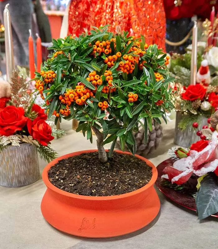 Pyracantha Angustifolia