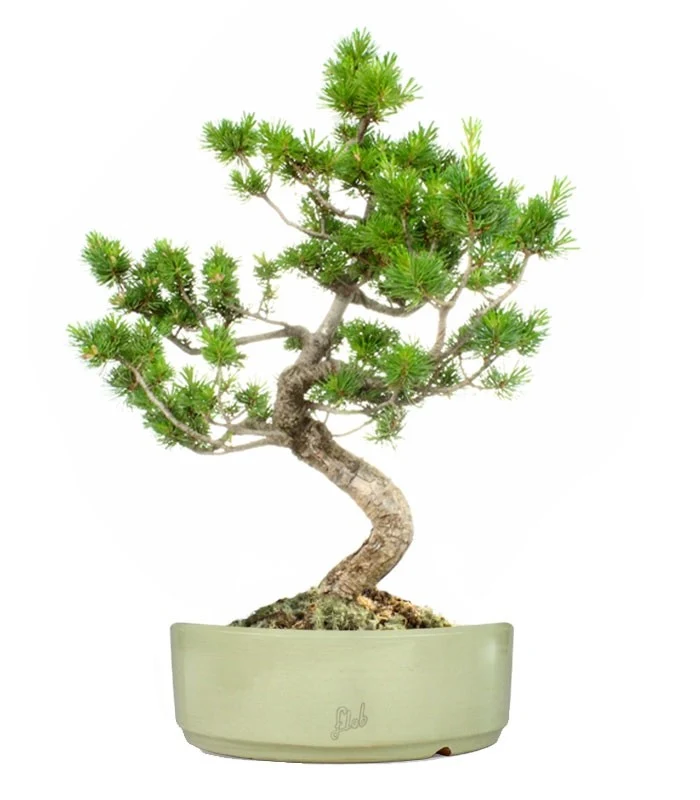 Pinus Pentaphilla