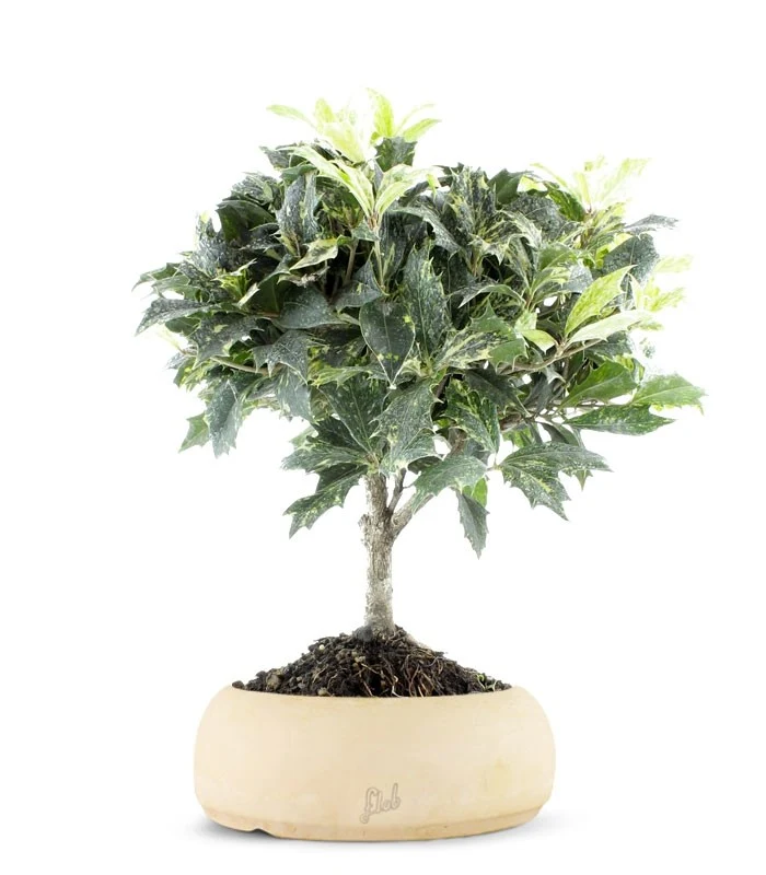 Osmanthus