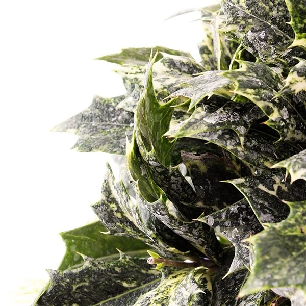 Osmanthus