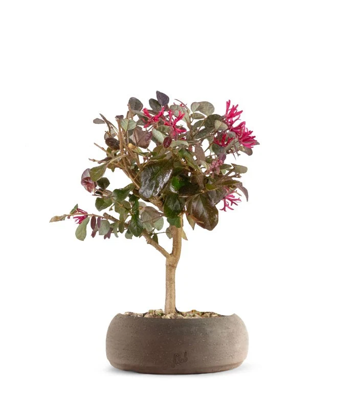 Loropetalum