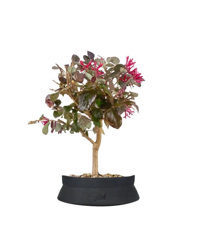 Loropetalum