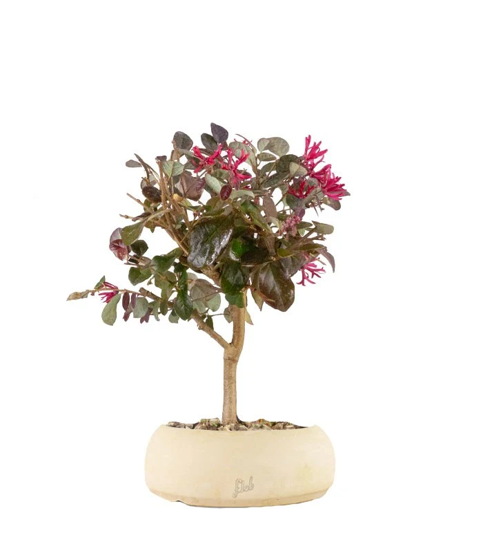 Loropetalum