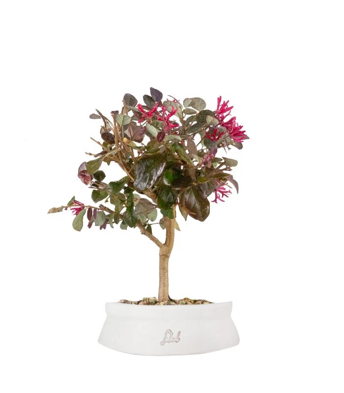 Loropetalum