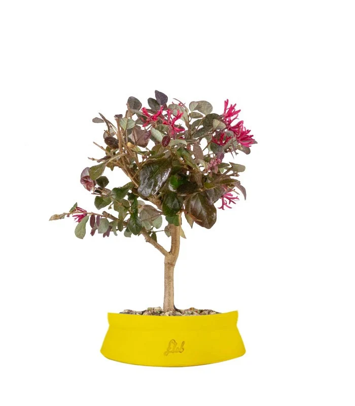 Loropetalum