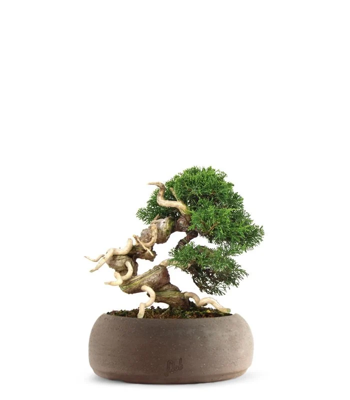 Juniperus Giapponese