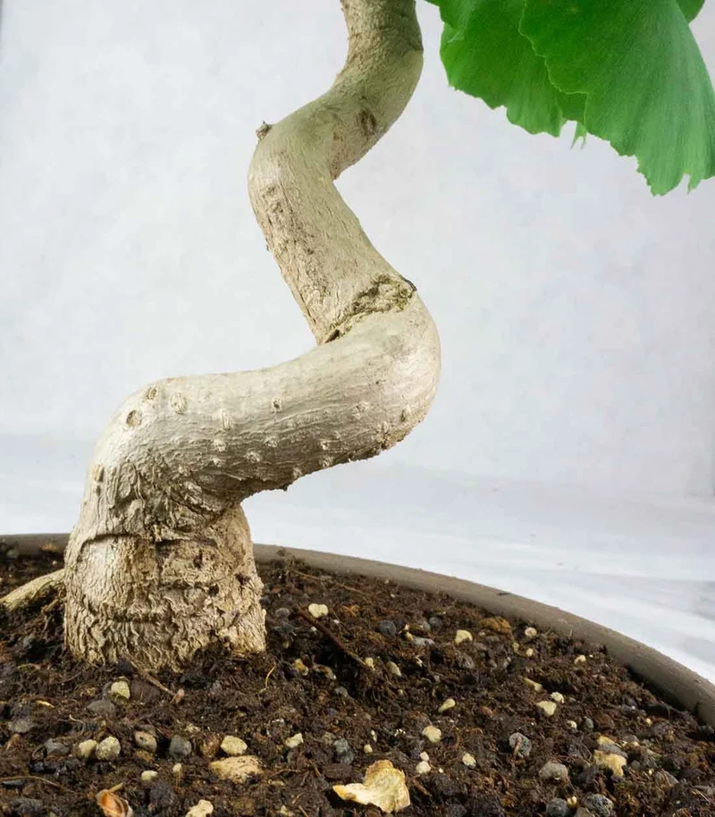 Ginkgo