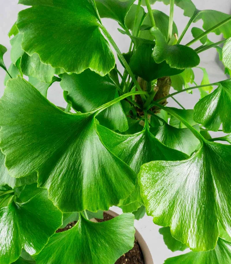 Ginkgo