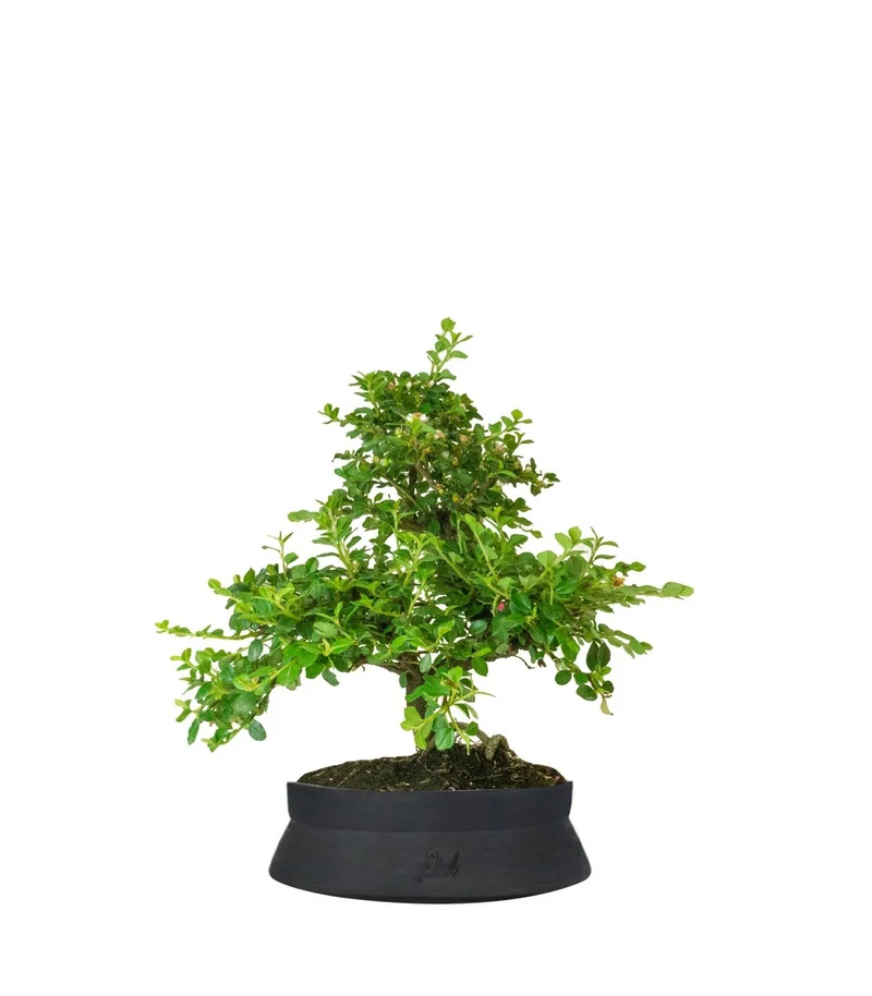 Cotoneaster
