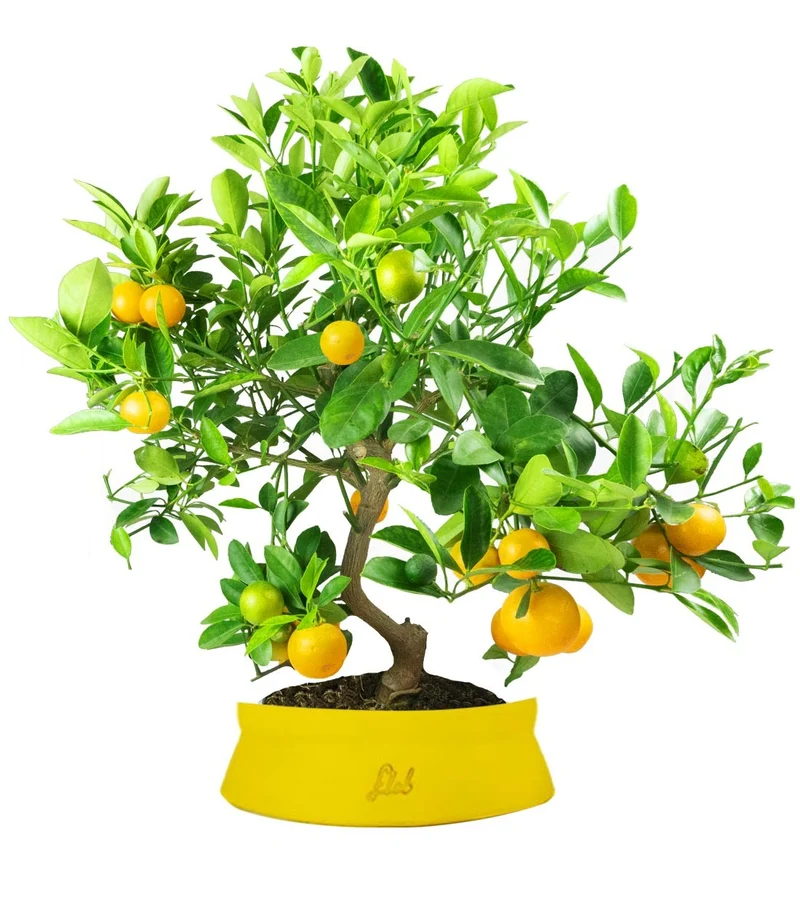 Citrus
