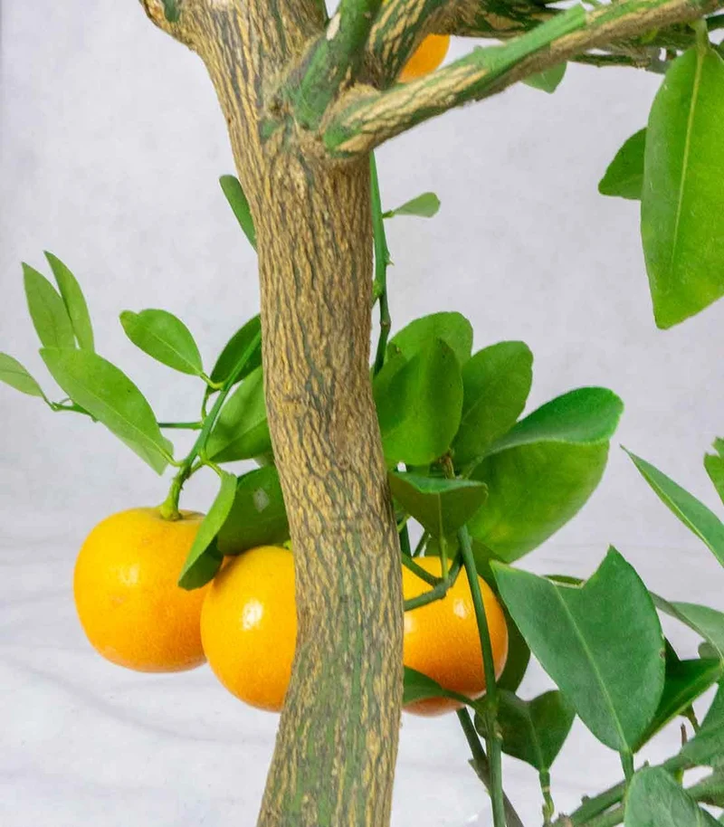 Citrus