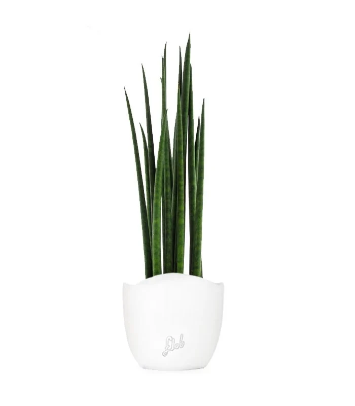 Sansevieria Bacularis Mikado