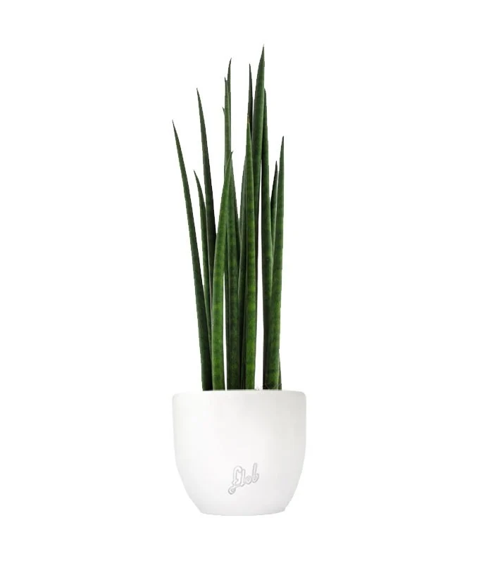 Sansevieria Bacularis Mikado