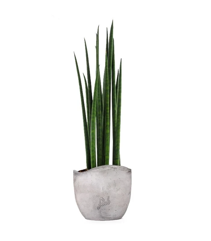 Sansevieria Bacularis Mikado