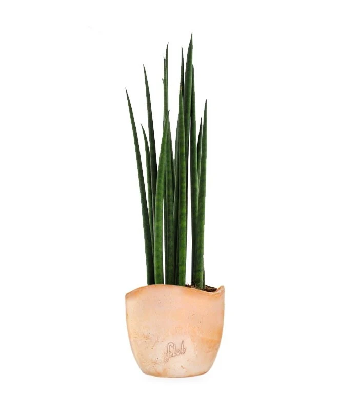 Sansevieria Bacularis Mikado