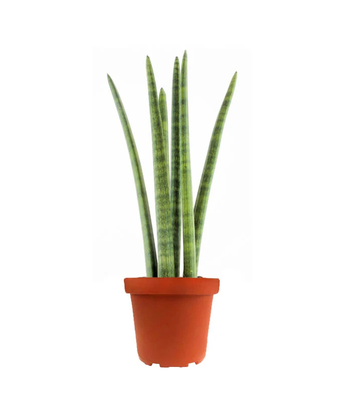 Sansevieria Straight