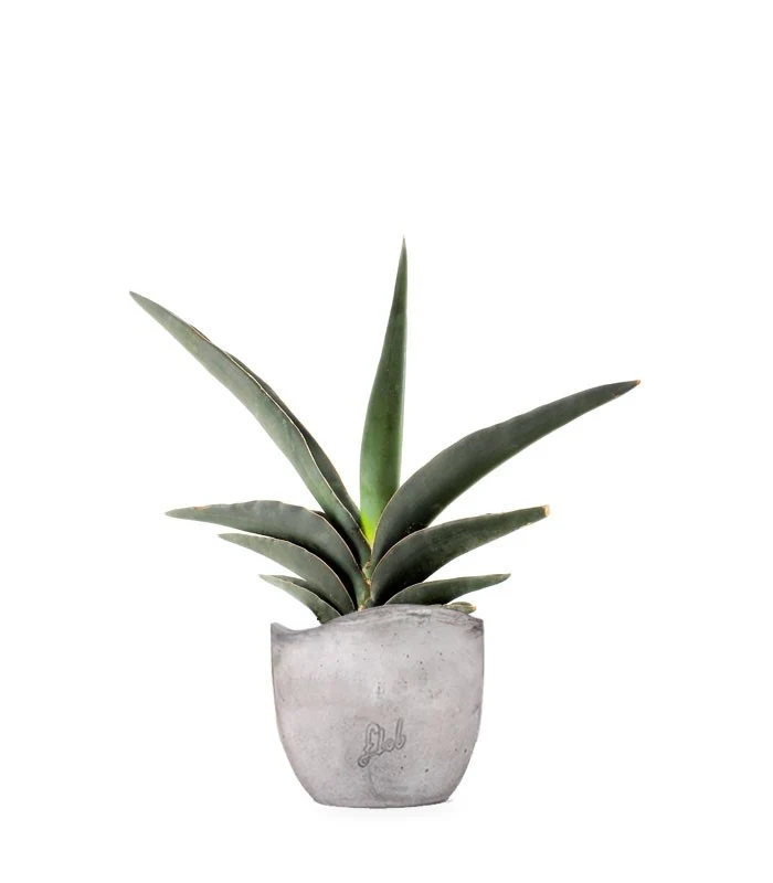 Sansevieria Robusta
