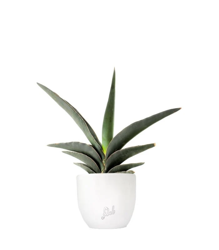 Sansevieria Robusta