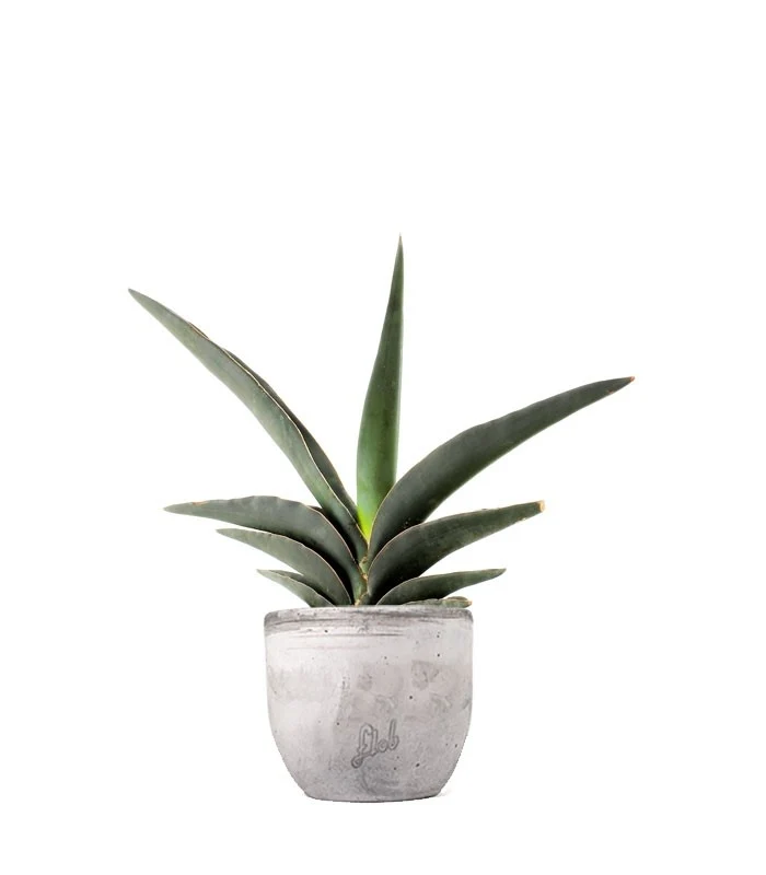 Sansevieria Robusta