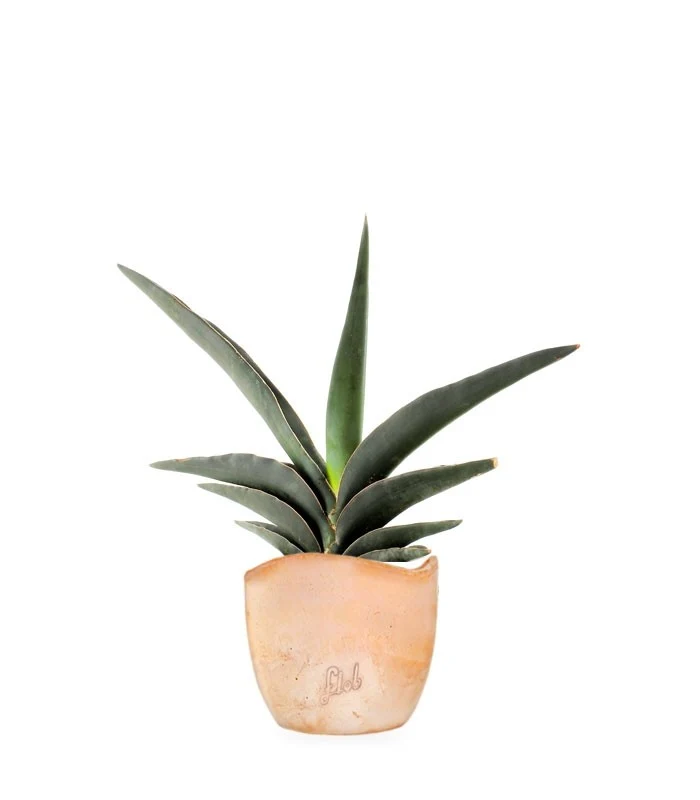 Sansevieria Robusta