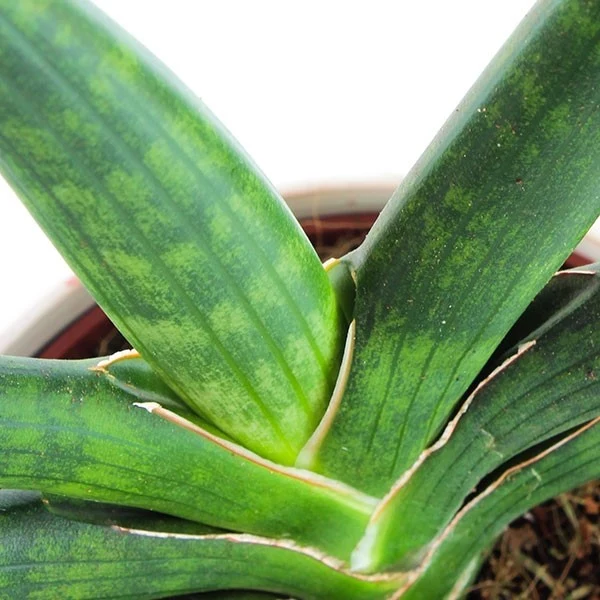 Sansevieria Motum Kenya