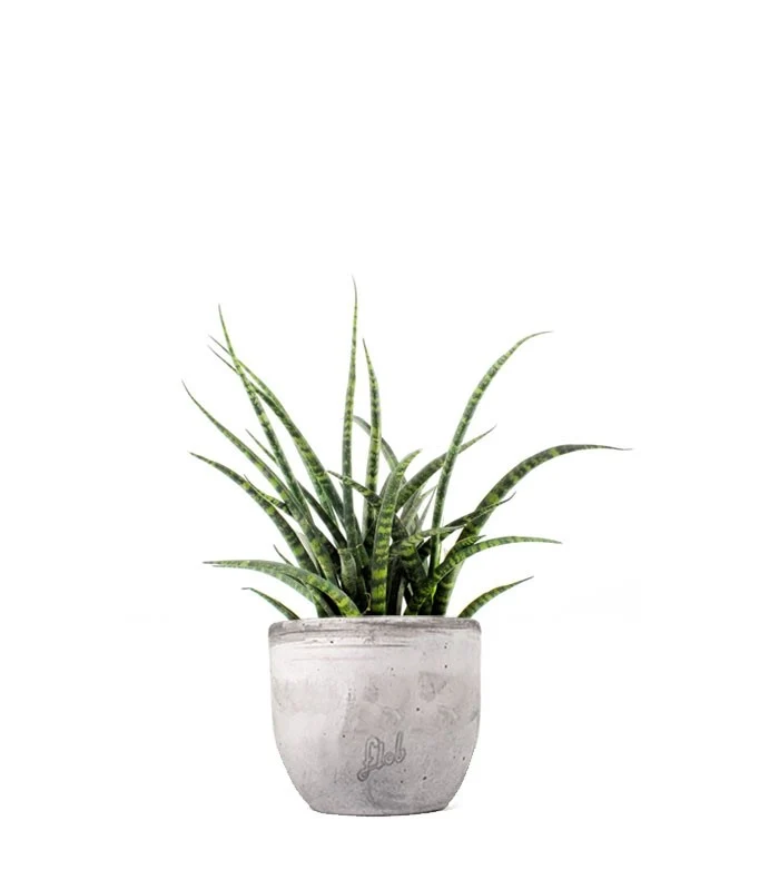 Sansevieria Fernwood Punk