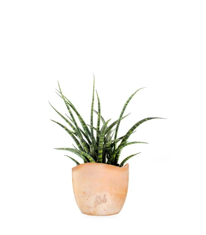 Sansevieria Fernwood Punk