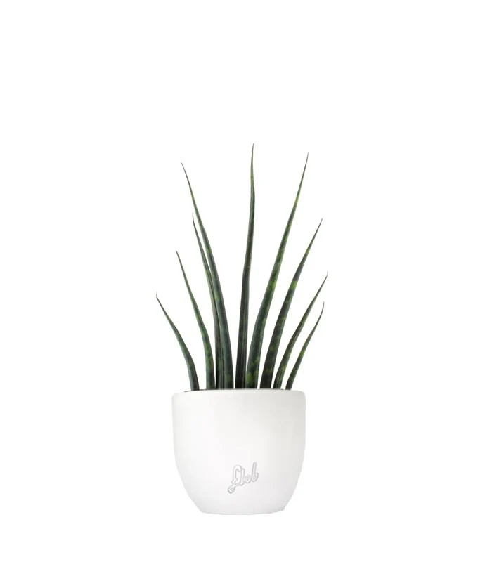 Sansevieria Fernwood Musica